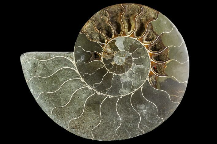 Bargain, Agatized Ammonite Fossil (Half) #111551
